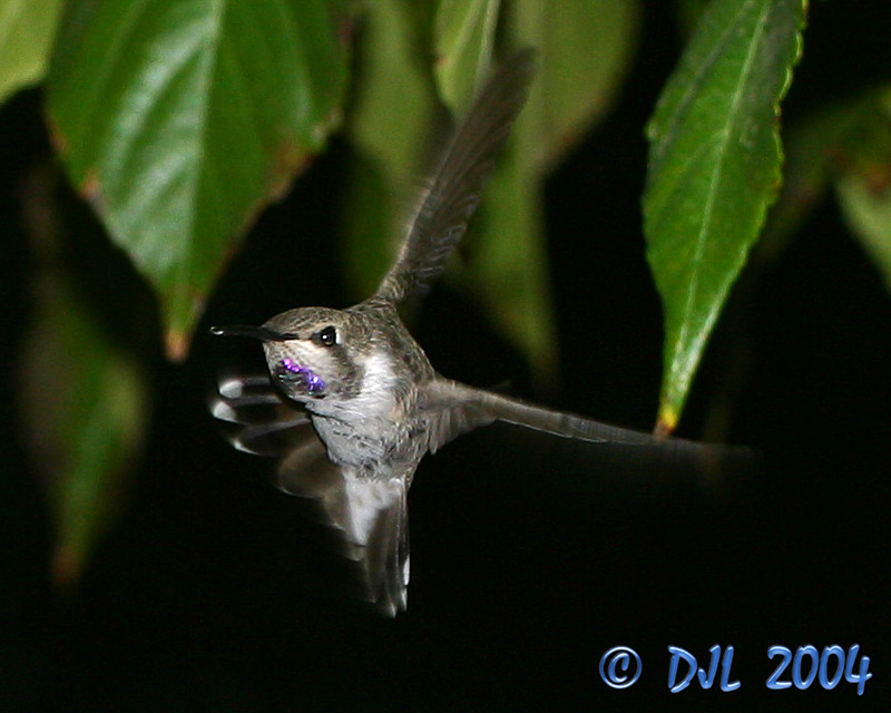 Hummingbird