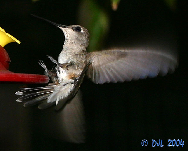 Hummingbird