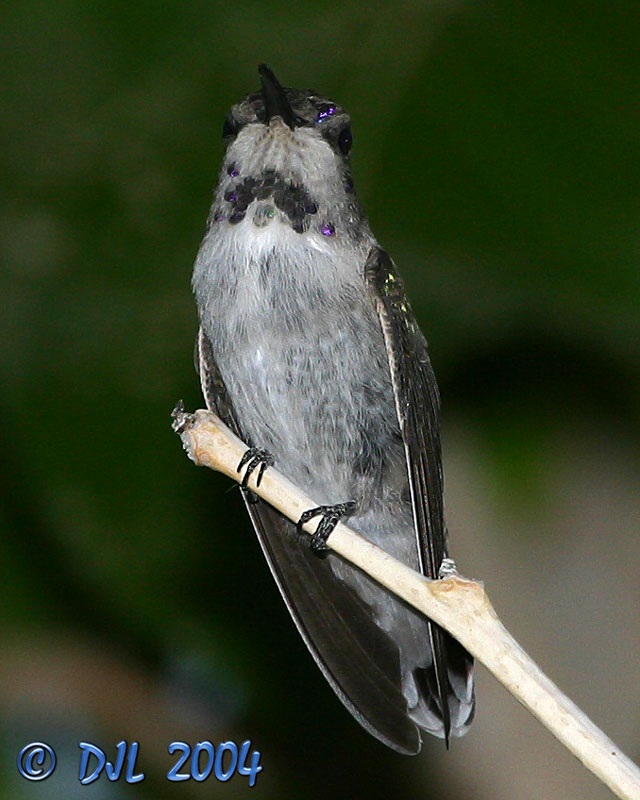 Hummingbird