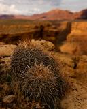 Cactus on the Rim