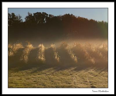 Sunrise in the Vineyard #2