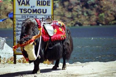 yak ride at Tsomgu Lake.jpg