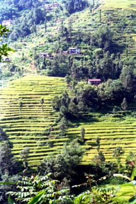 rice terraces in Sikkim.jpg