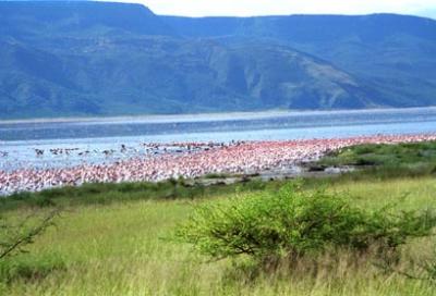 flamingoes of lake Bogoria.jpg