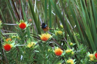 colibri in botanical garden.jpg