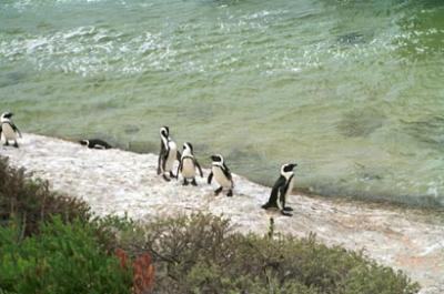 penguins in south africa.jpg