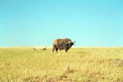 lone cape buffalo.jpg