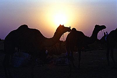 sunset over Pushkar camel fair web.jpg