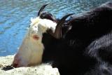 Yak near Tsongu Lake.jpg