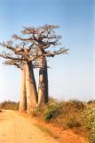 road and baobab.jpg