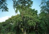 sausage tree.jpg