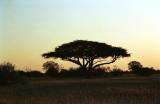 Acacia tree.jpg