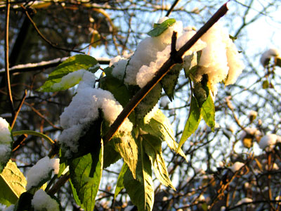 leaves with snow