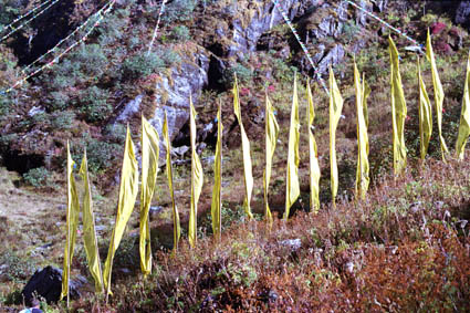 yellow prayer flags.jpg