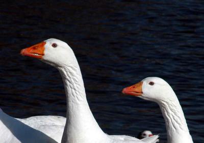 u38/troysup/medium/24949758.gooses.jpg