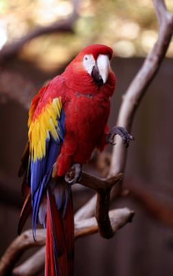 All Macaw
