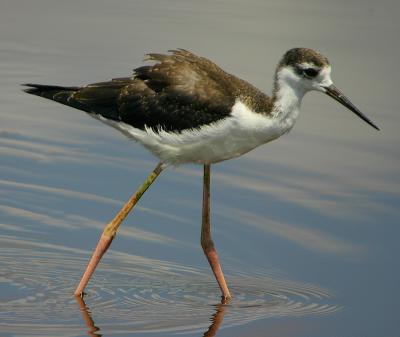 Juvenile Black Necked Stilt