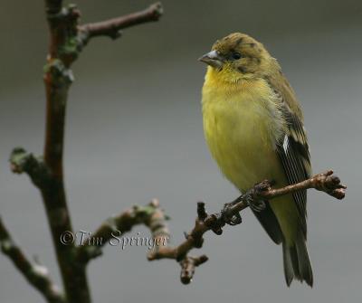 Lesser Goldfinch