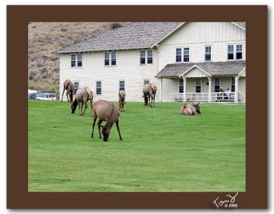 Real Live Lawn Ornaments  Yellowstone Park