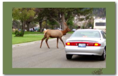 Yellowstone Park He Doesnt See This Everyday in Illinois