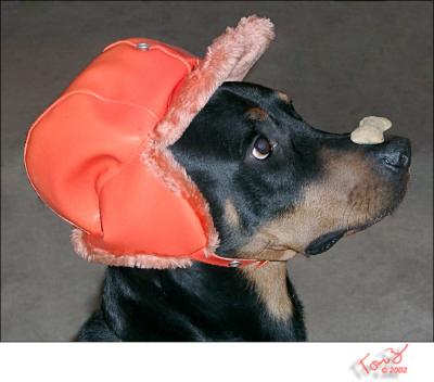 Sawyer with Chester Hat and Treat