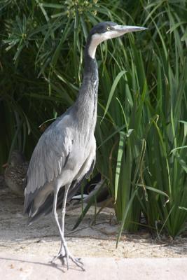 Gray Heron