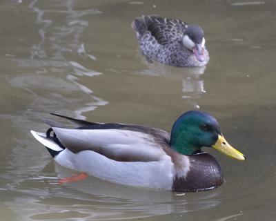 Mr. Mallard and Friend