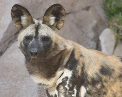 African Painted Dog