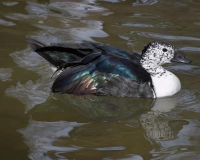 Larger Abstract Duck