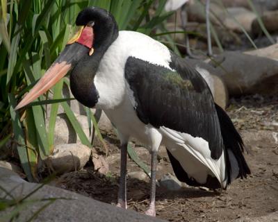 Saddlebill Stork