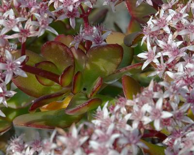 Bloomin' Jade