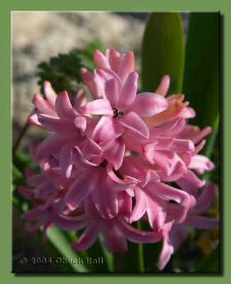 Spring Has Sprung