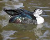 Abstract Duck