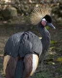 Crowned Crane Too