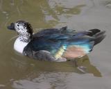 Abstract Duck Too