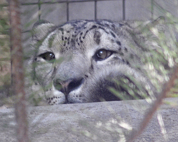 Snow Leopard