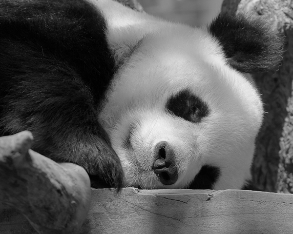 Black and White Panda