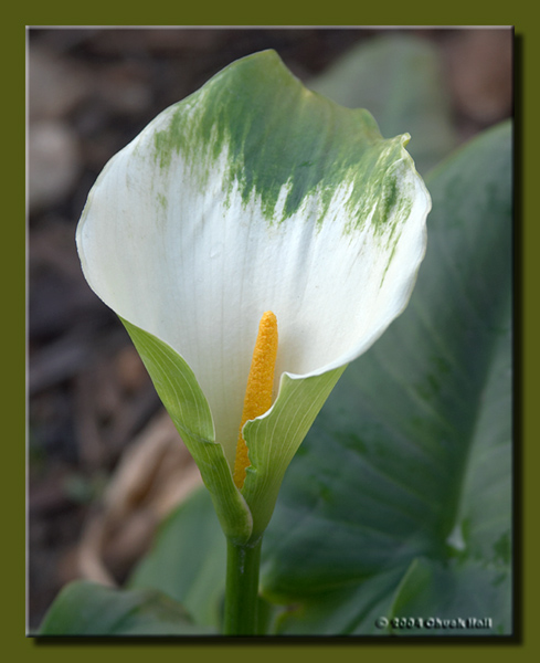 Cala Lily