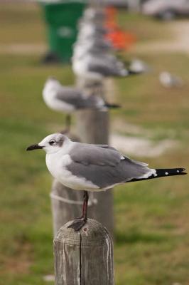 a gull.jpg