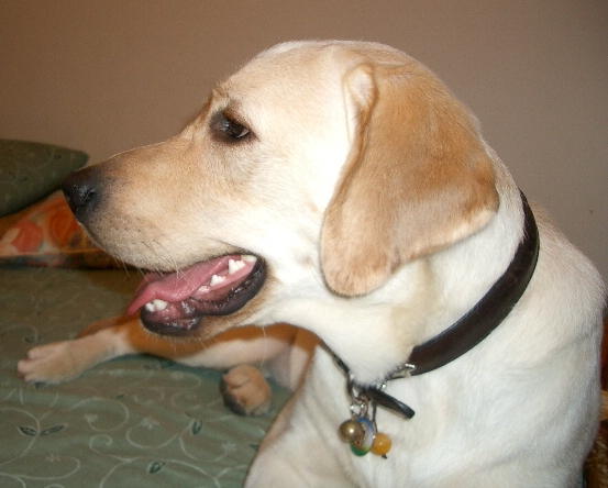 Handsome Labrador Retriever DouDou Smiley