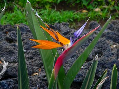 Bird of Paradise #2