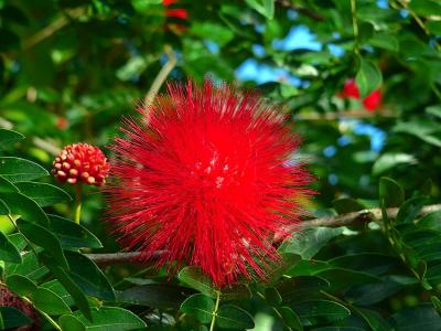 Red Powder Puff of the Lehua-Haole