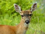 Sitka Blacktail  Doe #3