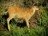 Sitka Blacktail Fawn #4