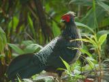 Kalij Pheasant