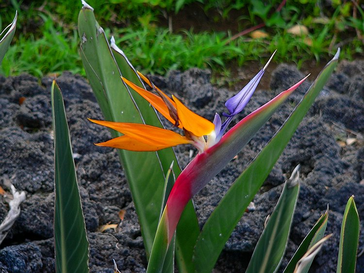 Bird of Paradise #2
