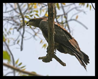 Black Kite March 2005