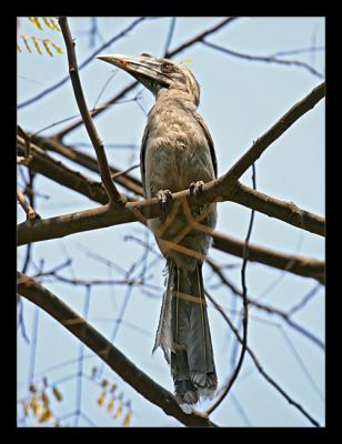 Indian Grey Hornbill 01 March 2005