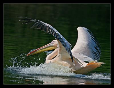 Rosy Pelican Landing 1 March 2005