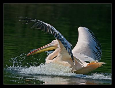 Rosy Pelican Landing 1 March 2005